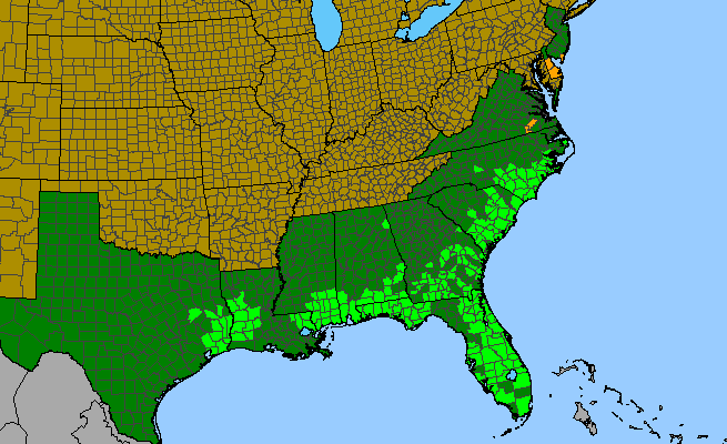 The range of Polygala ramosa